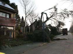 bomen rooien in Dommelen